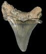 Fossil Angustidens Shark Tooth - Megalodon Ancestor #46849-1